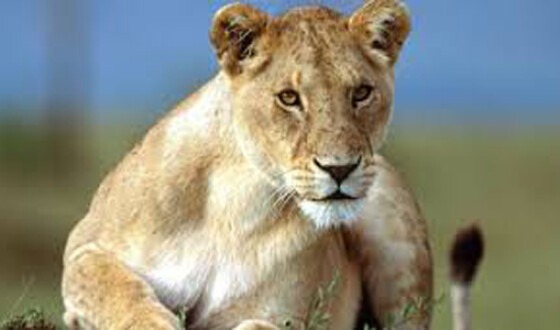 В заповеднике Уганды пастухи отравили 11 львов