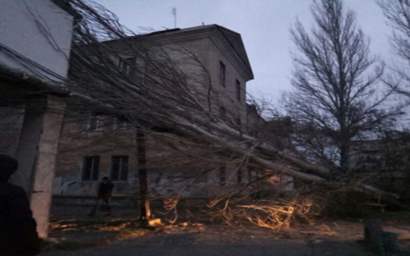 В Одессе дерево упало на жилой дом. Фотофакт
