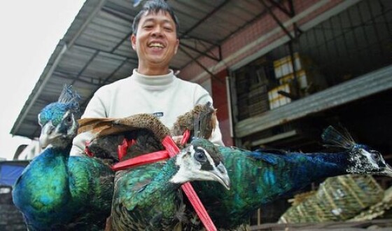 Правительство Китая обнародовало список животных, мясо которых можно употреблять в пищу