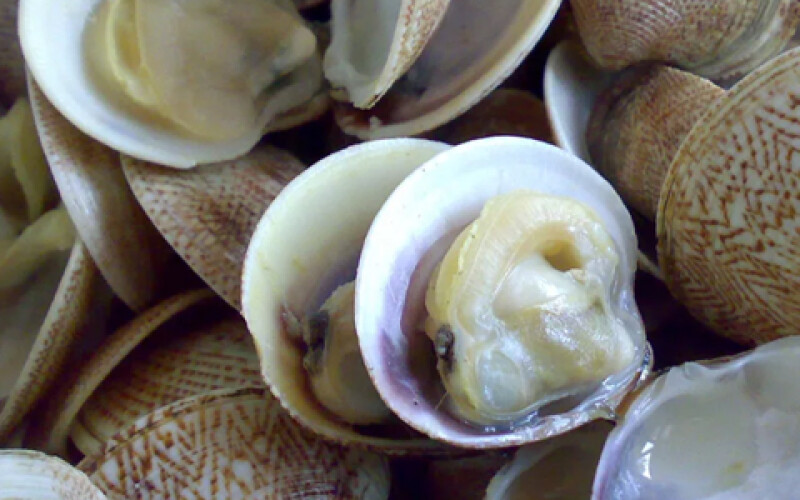 В Италии массово гибнут моллюски