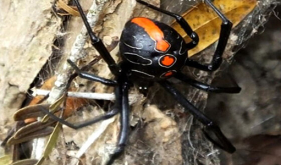 Ученые нашли “родственника” смертельного паука “Черной Вдовы”
