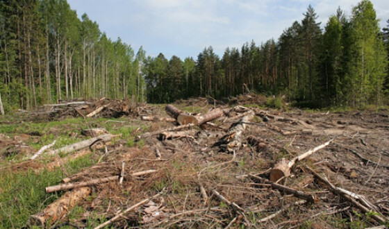 В Днепропетровской области воровали лес