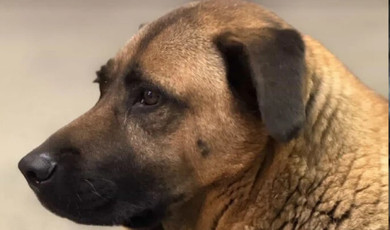 Київського пса Мішу, якого не пускали у метро під час обстрілів, прилаштували в нову родину