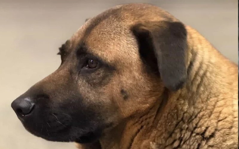 Київського пса Мішу, якого не пускали у метро під час обстрілів, прилаштували в нову родину