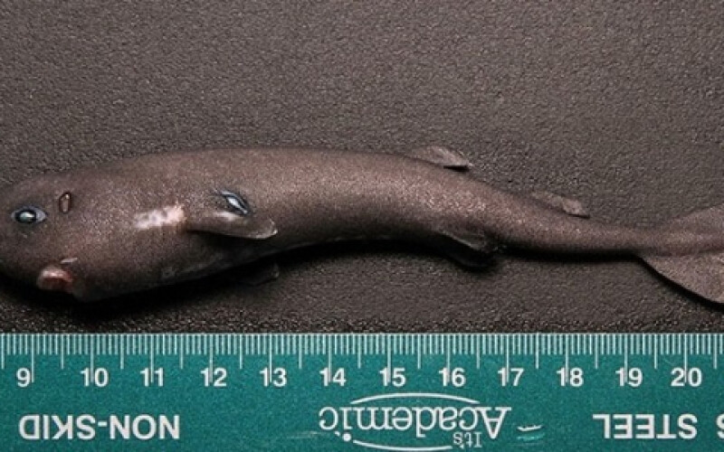 Біологи знайшли найменшу акулу в світі