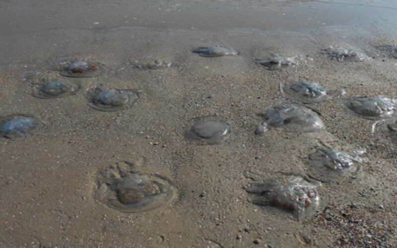 На побережье Одессы происходит нашествие огромных медуз
