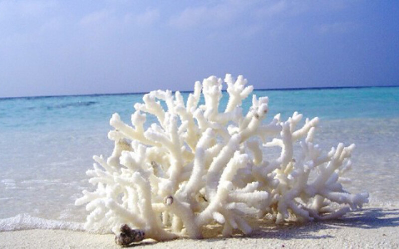 На Сейшелах стали разводить кораллы