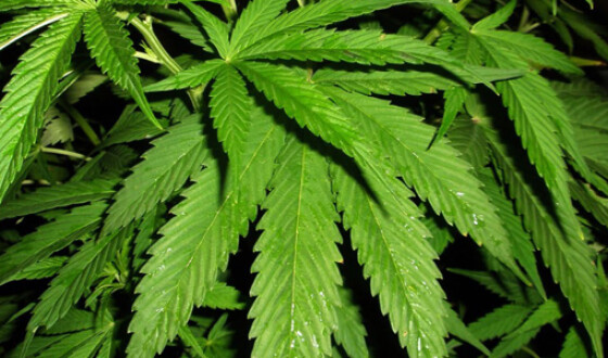 У Херсоні поліцейські вилучили 18 кілограмів марихуани