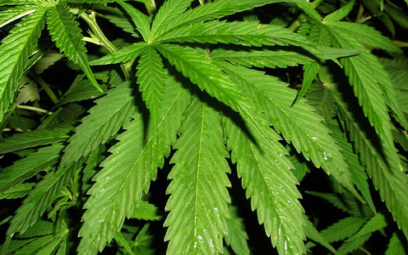 В Греции выдали первые лицензии на производство медицинской марихуаны