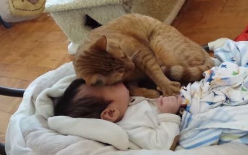 На Рівненщині кіт задушив немовля
