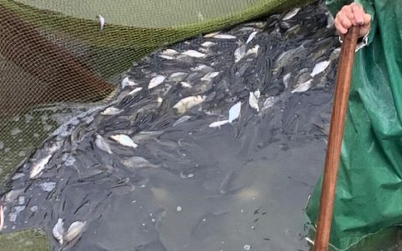 Активісти заявили, що в Україні тіньовий рибний ринок сягає 6 мільярдів гривень