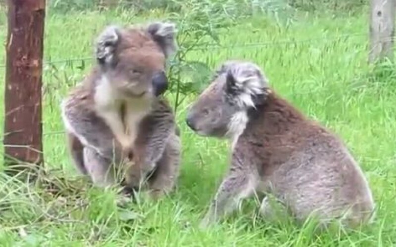 Драка двух коал на дороге в Австралии попала на видео