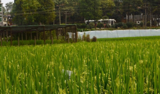 Китайские ученые вывели новый высокоурожайный гибридный рис
