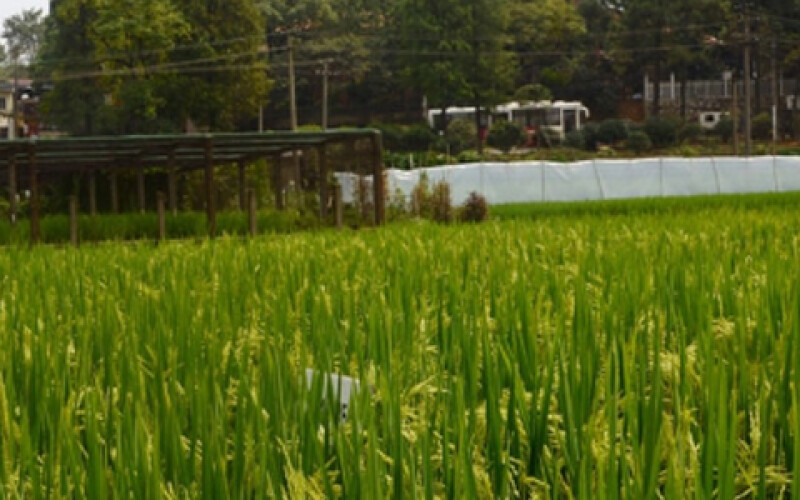 Китайские ученые вывели новый высокоурожайный гибридный рис