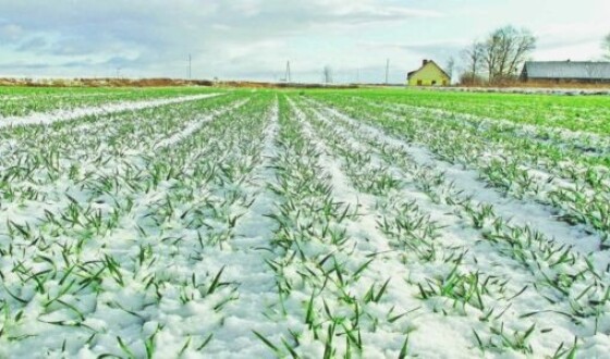 Озимые зерновые Украины нормально пережили холода