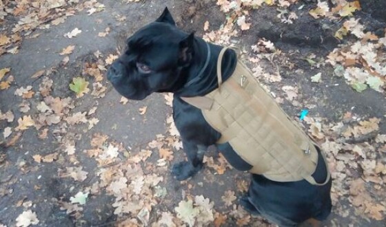На Донбасі пес потрапив в пастку та відгриз собі лапу, щоб повернутися на позиції ЗСУ