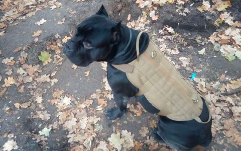 На Донбасі пес потрапив в пастку та відгриз собі лапу, щоб повернутися на позиції ЗСУ