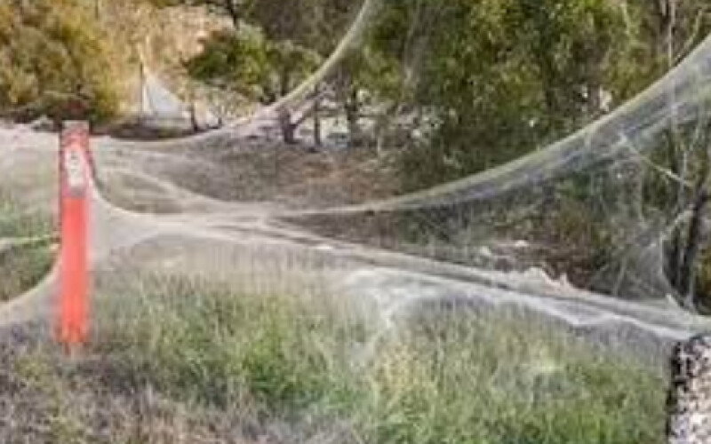 В Австралії після повеней поряд з містами утворилося масивне павутиння