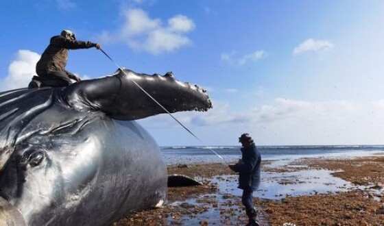 На острів Берінга викинуло тушу 13-метрового горбатого кита