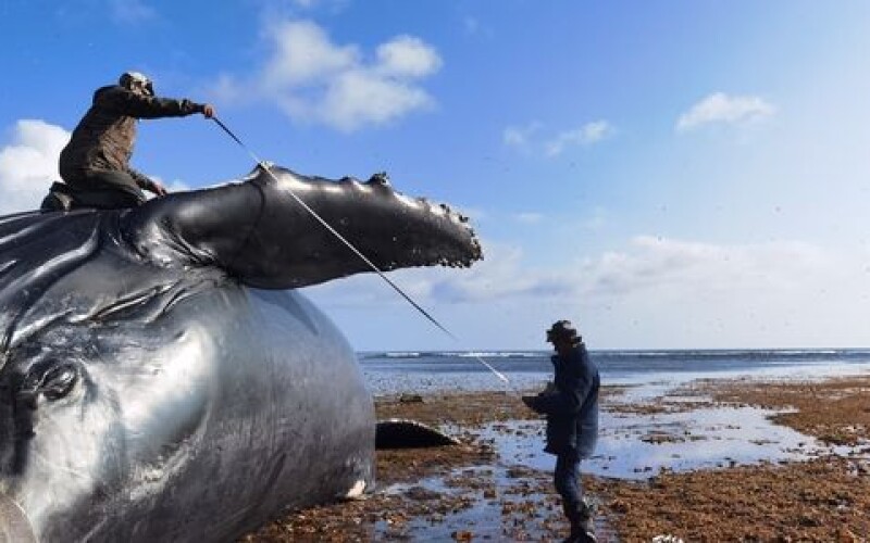 На острів Берінга викинуло тушу 13-метрового горбатого кита