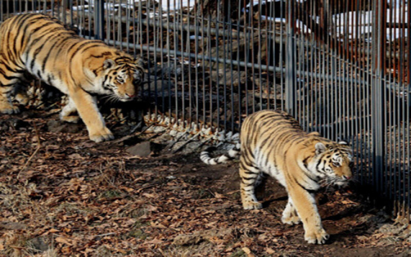 В Чехии нашли сбежавших из зоопарка опасных хищников