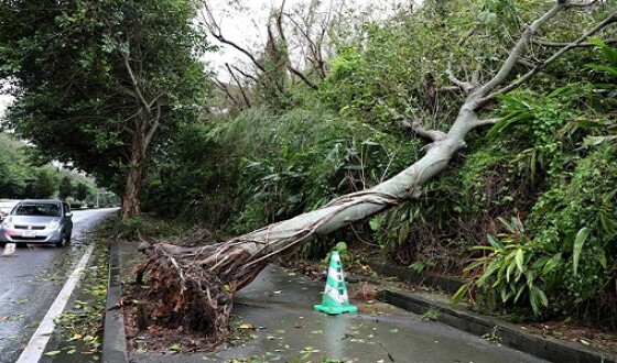 В Японії через тайфун постраждали більше 50 людей
