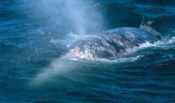 Горбатий кит заковтнув аквалангіста біля узбережжя штату Массачусетс