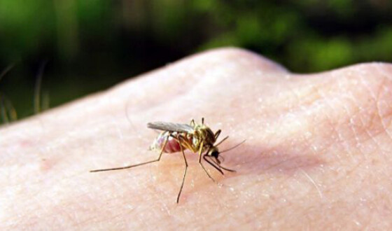 Биологи рассказали, как можно избежать контакта с комарами