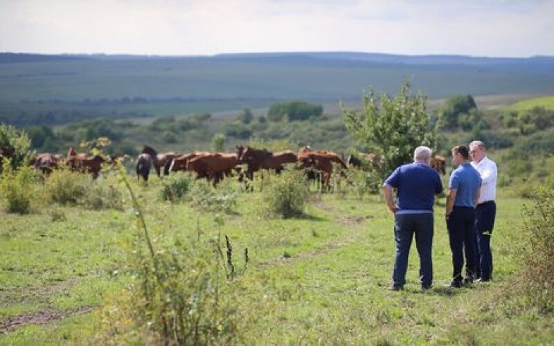 На Тернопільщині підприємець вирощує українську верхову породу коней