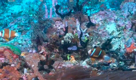 Австралія оскаржить заяву ЮНЕСКО, що Великий Бар&#8217;єрний риф в небезпеці