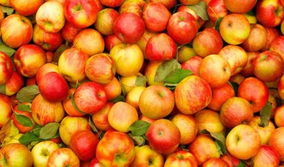 Украина отправила в Австрию рекордное количество яблок