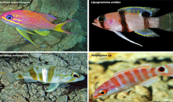 В Карибском море нашли 30 неизвестных науке видов рыб