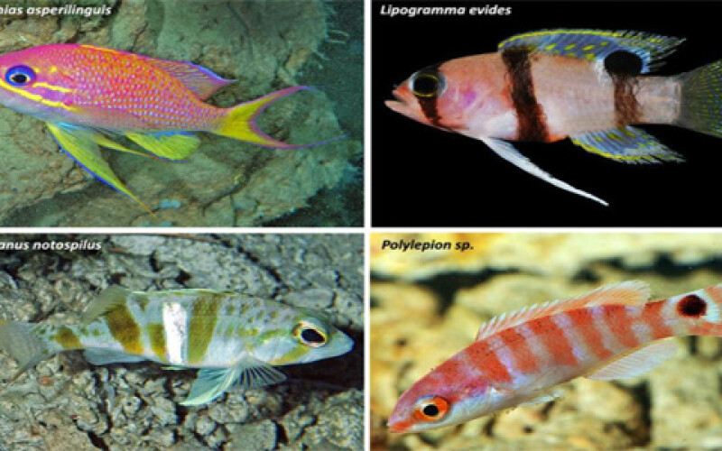 В Карибском море нашли 30 неизвестных науке видов рыб