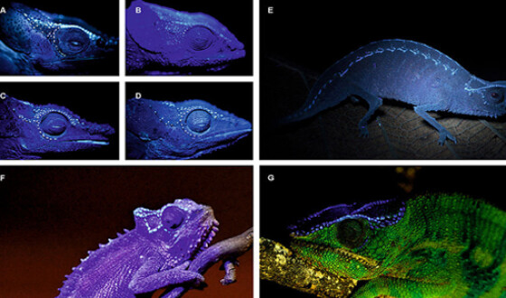 Хамелеоны привлекают партнеров светящимися костями, &#8211; ученые