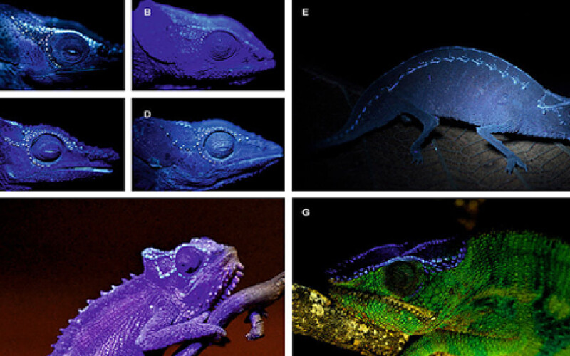 Хамелеоны привлекают партнеров светящимися костями, &#8211; ученые