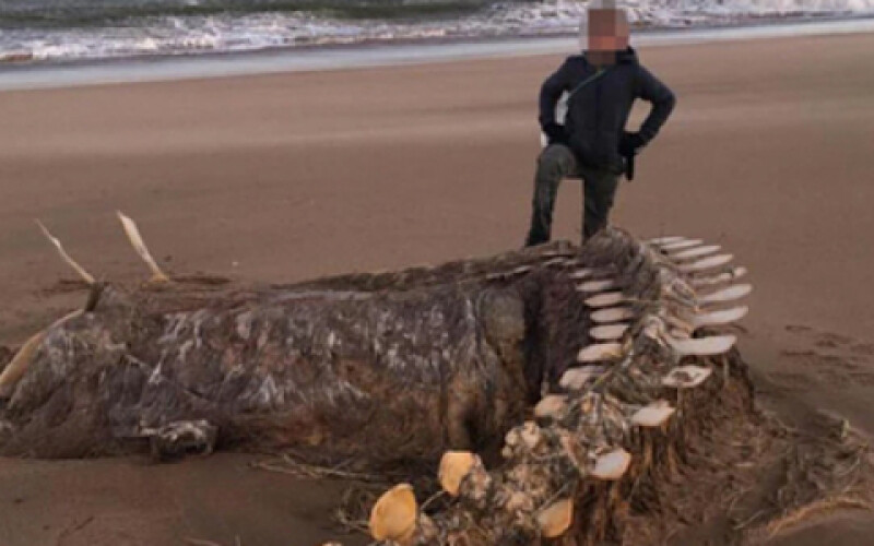 На берег шотландського міста Абердін викинуло гігантський скелет динозавра