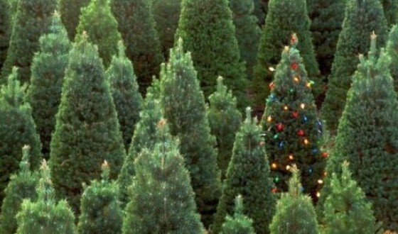 Украинцам планируют продать полмиллиона новогодних елок