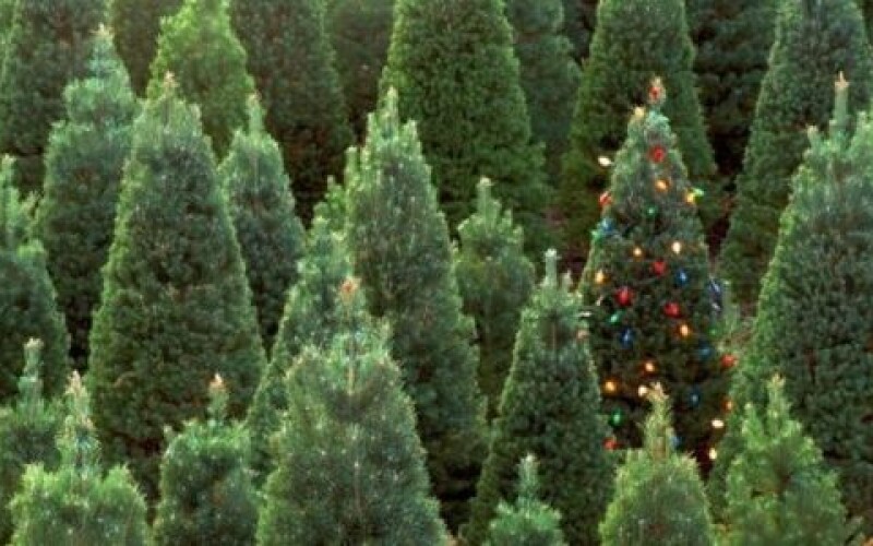 Украинцам планируют продать полмиллиона новогодних елок