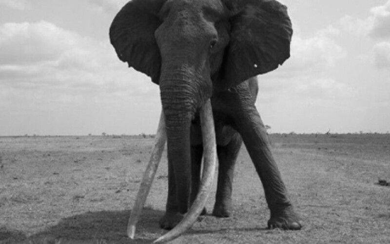 Эксперты заявили, что слоны в Ботсване могут гибнуть от коронавируса