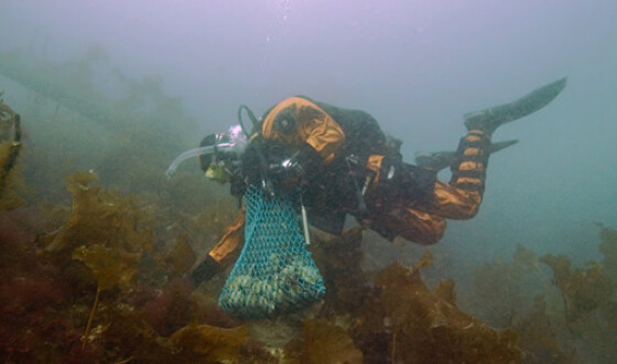 У берегов США нашли подводное кладбище