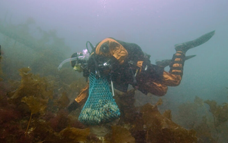 У берегов США нашли подводное кладбище
