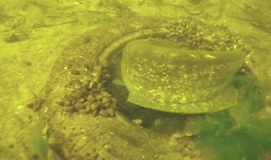Запорожский дайвер обнаружил новую находку в водах Днепра