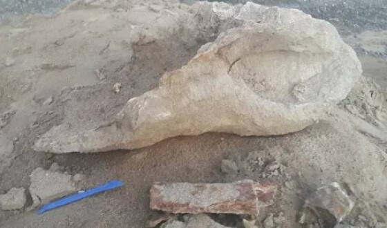 П&#8217;ятирічний хлопчик відкопав кістки стародавнього носорога. Фото