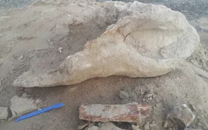 П&#8217;ятирічний хлопчик відкопав кістки стародавнього носорога. Фото