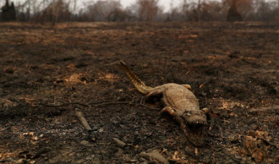 У Бразилії загорілося гігантське болото, тисячі тварин постраждали. Фото