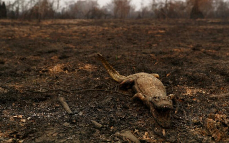 У Бразилії загорілося гігантське болото, тисячі тварин постраждали. Фото