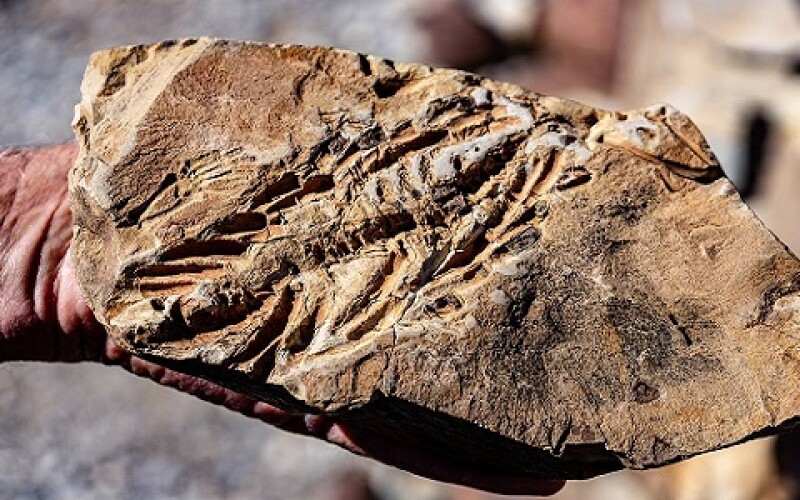 В Китае нашли останки ихтиозавра, который подавился другим динозавром