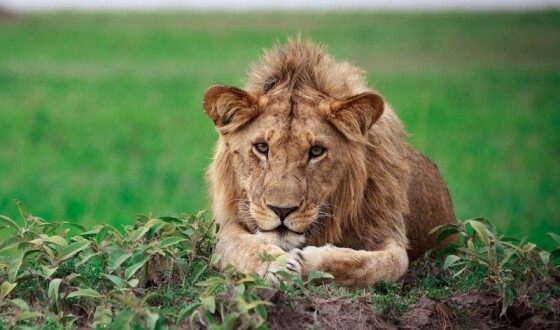 Лев напав на дівчину під час сафарі, вона дивом вижила