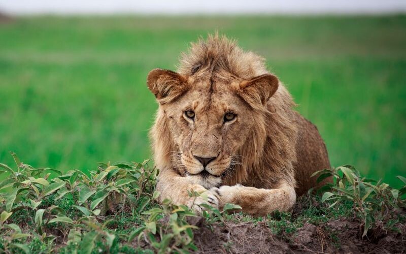 Лев напав на дівчину під час сафарі, вона дивом вижила