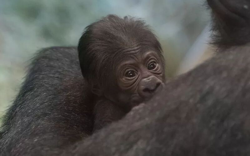 В американському зоопарку стався курйоз: горила, яку вважали самцем, народила дитину